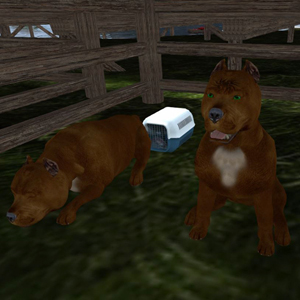Pit Bull