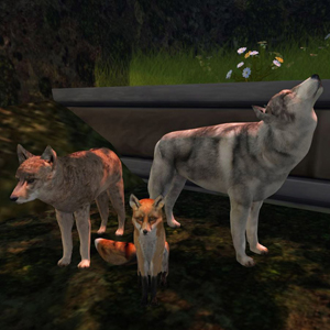 Wolf