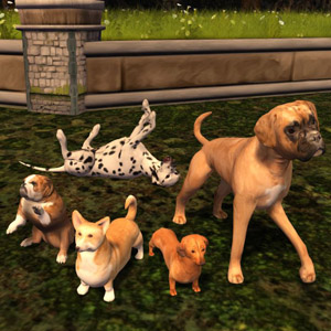 Animal Collection